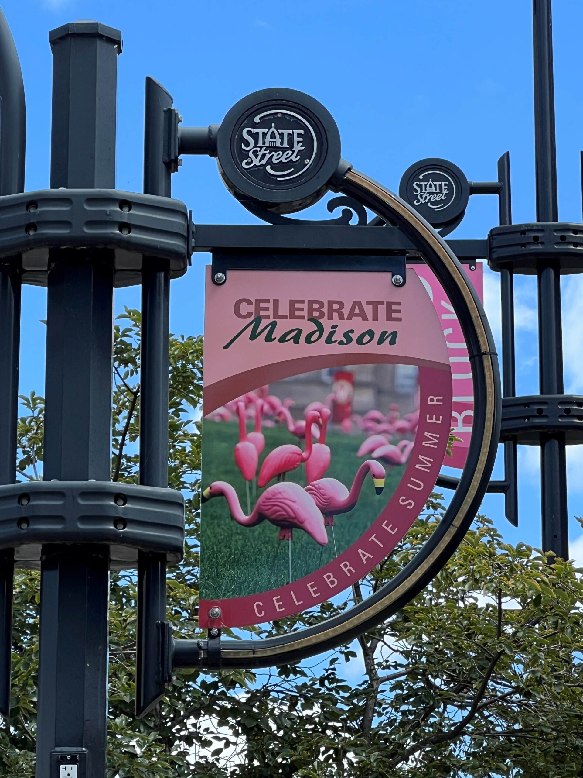 a lamp post on state street displays a pancart picturing pink flamingos in a pink stylized motif and stating celebrate Madison celebrate summer