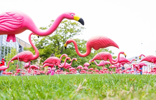 Hundreds of plastic pink flamingos scattered on the university lawn