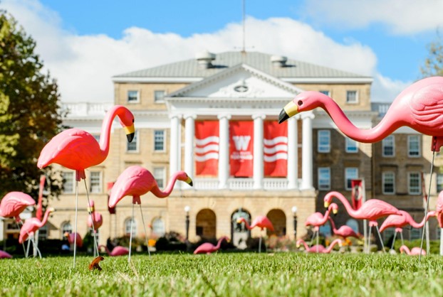 More plastic pink flamingos in front of a building on campus
